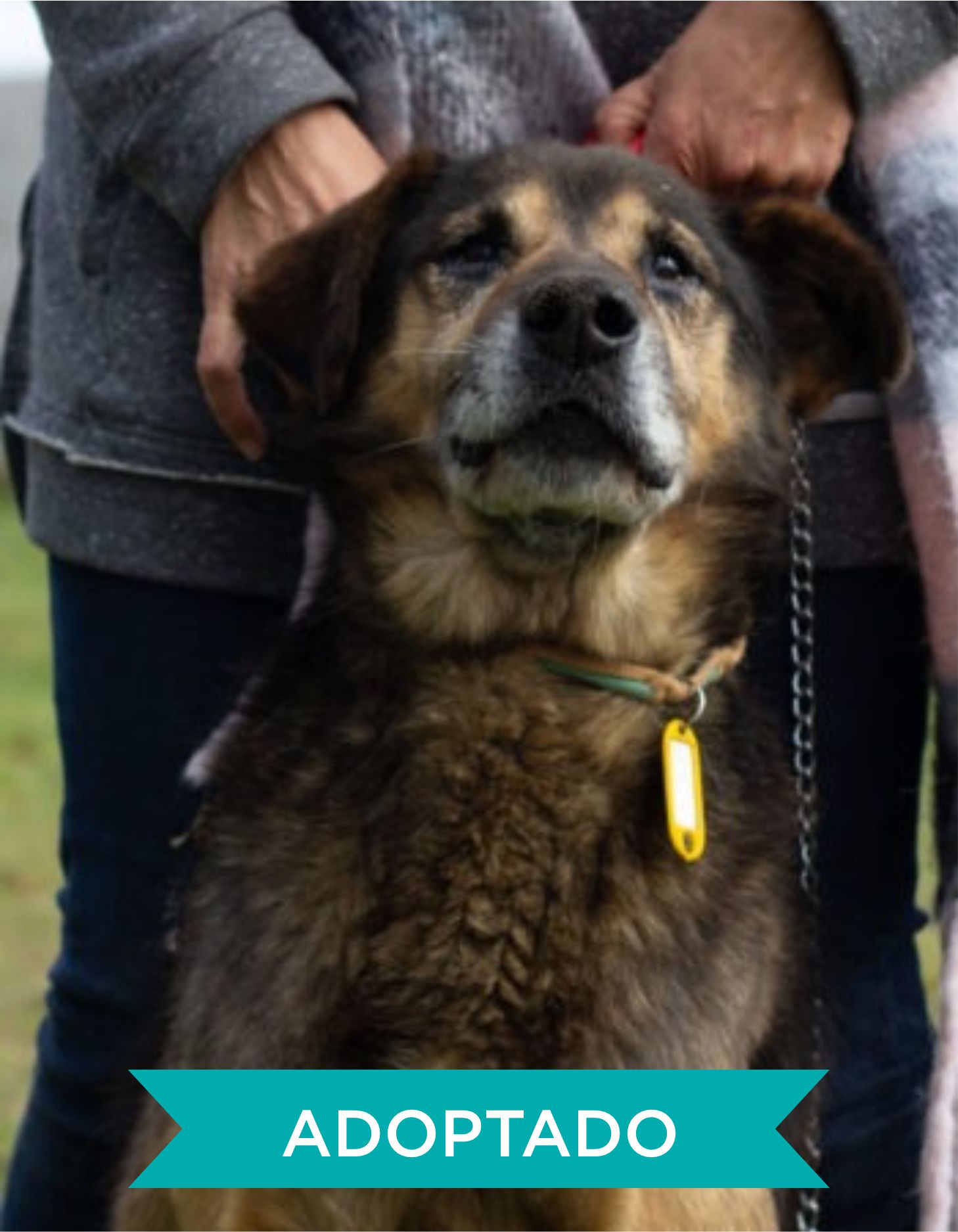 ADOPTADO1