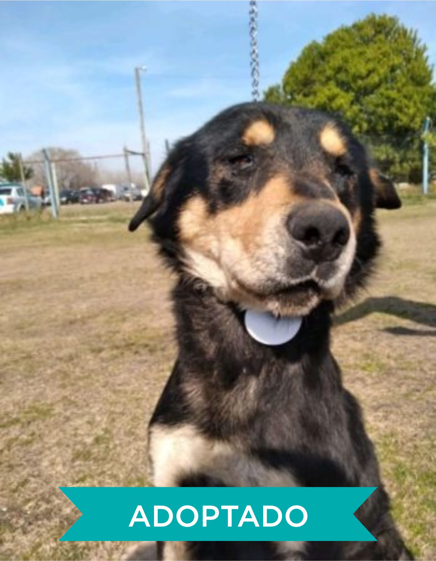 ADOPTADO2