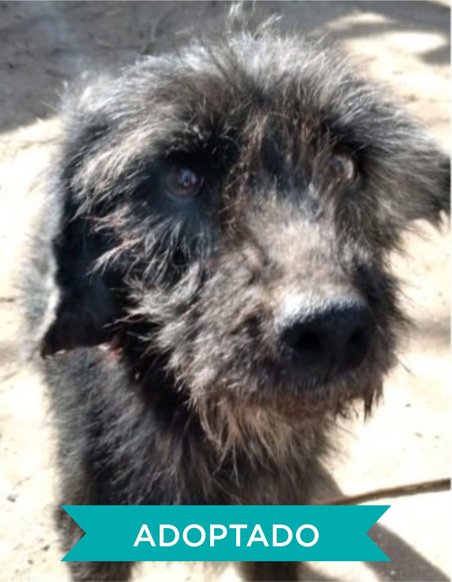 ADOPTADO3