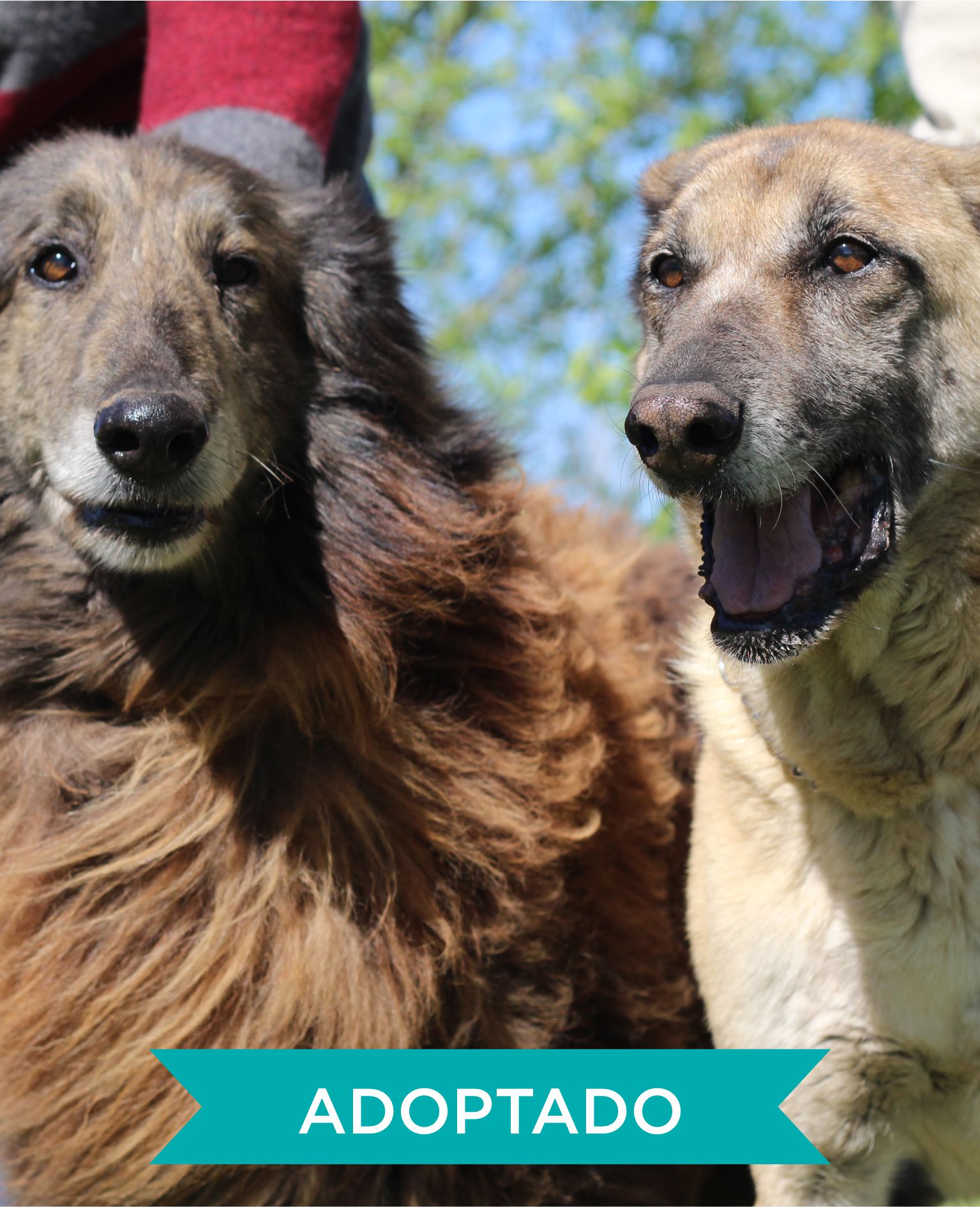 ADOPTADO4
