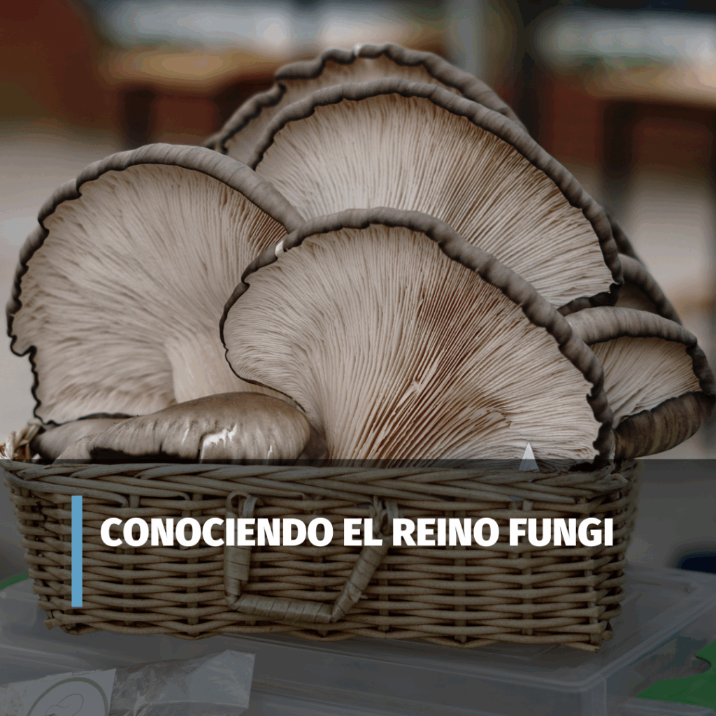 Copia-de-Anadir-un-subtitulo-8-1024x1024